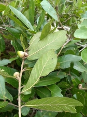Quercus elliptica