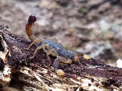 Centruroides flavopictus