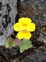 Erythranthe floribunda