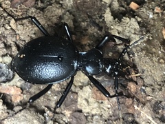 Scaphinotus cristatus