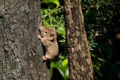 Agile Antechinus photo 2