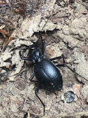 Scaphinotus cristatus