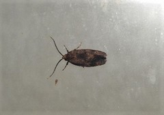 Pycnocera hypoxantha