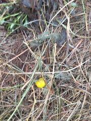 Solanum carolinense carolinense