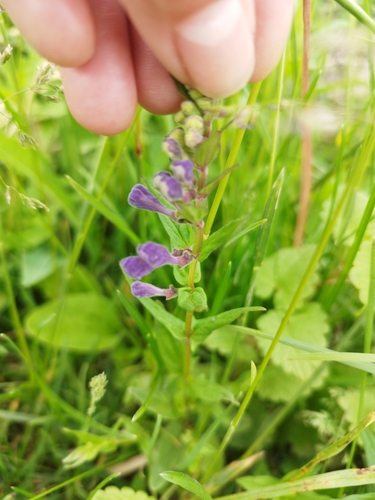 Scutellaria hastifolia (Scutellaria hastifolia)