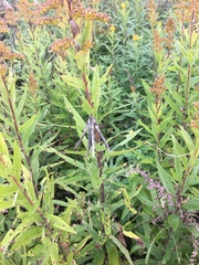 Vigna angularis nipponensis