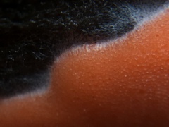 Dictydiaethalium plumbeum