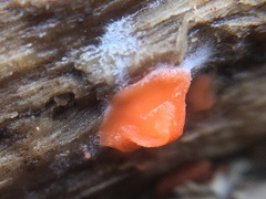 Dictydiaethalium plumbeum