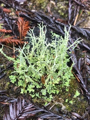 Cladonia scabriuscula