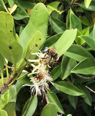 Xylocopa phalothorax