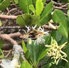 Xylocopa phalothorax