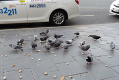 Columba livia domestica