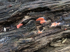 Dictydiaethalium plumbeum