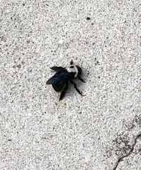 Xylocopa phalothorax