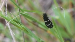 Adela trigrapha