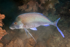 Morwong photo 2
