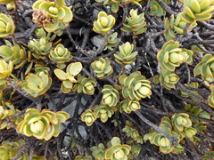 Veronica pinguifolia