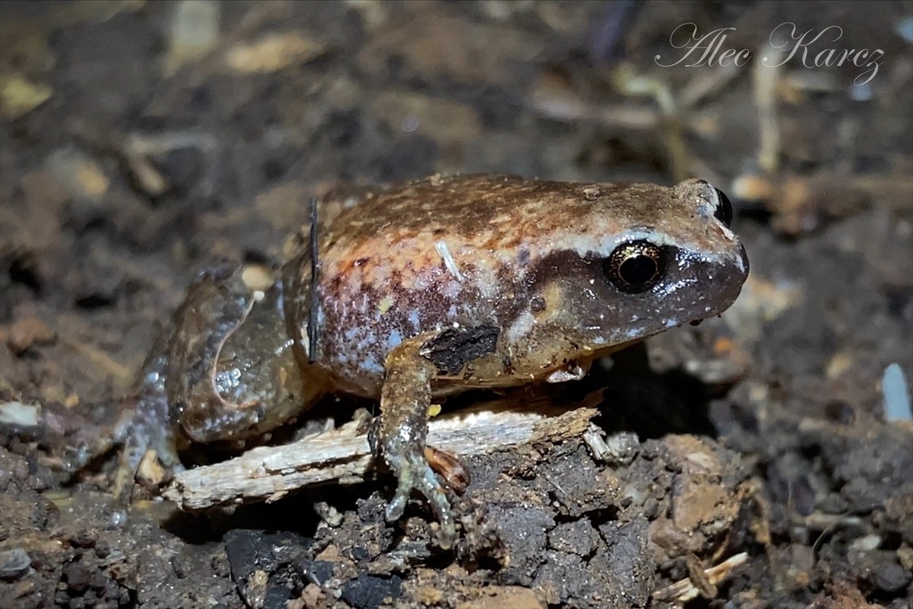 Robust Frog