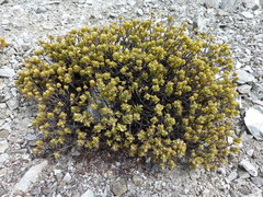 Veronica pinguifolia