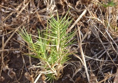 Distichlis distichophylla