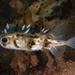 Deepwater Burrfish - Photo (c) lcolmer, some rights reserved (CC BY-NC), uploaded by lcolmer