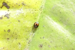 Serangium maculigerum