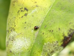 Serangium maculigerum