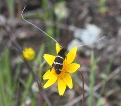 Adela trigrapha