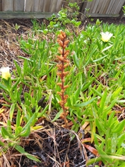 Orobanche minor