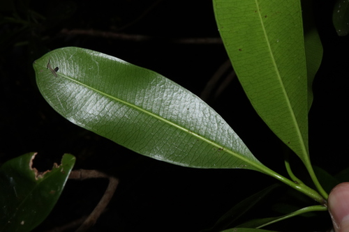Image of Ochrosia elliptica by (c) Thomas Mesaglio, some rights reserved (CC BY)