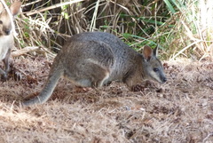 Notamacropus eugenii