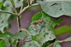 Lucullia flavovittata