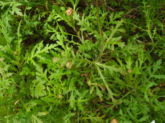 Argyranthemum dissectum image