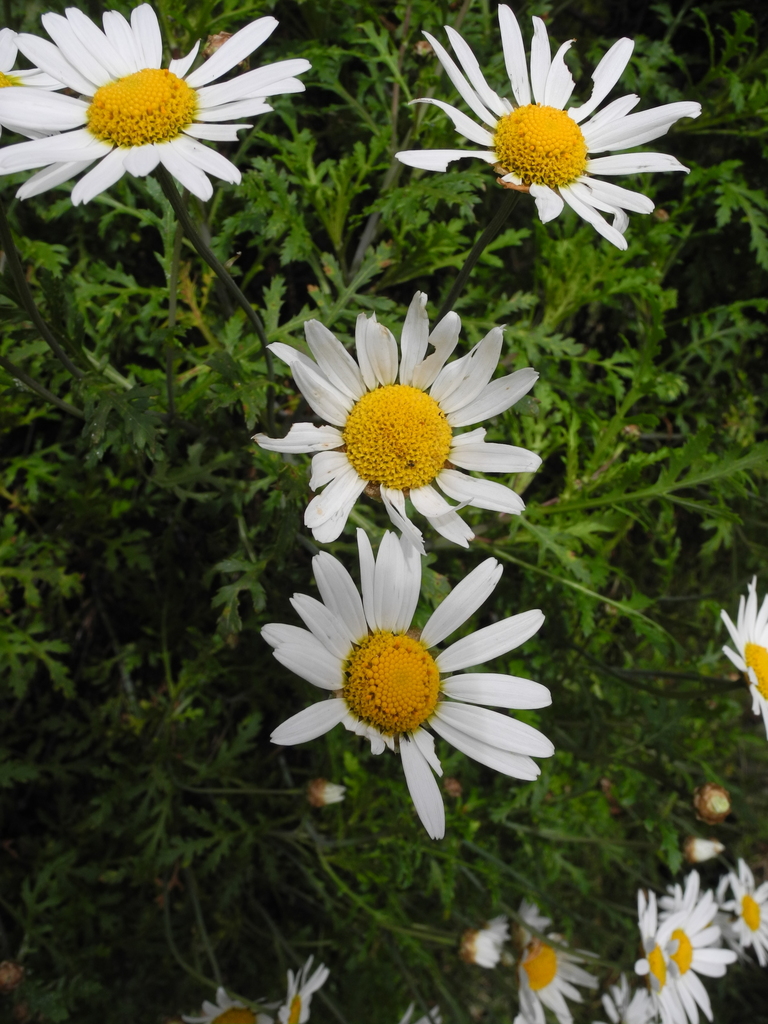 Canary Island marguerite