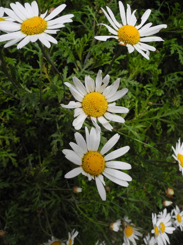 Argyranthemum dissectum