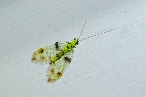 Glenochrysa principissa