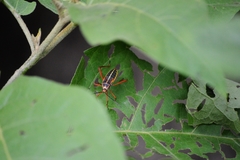 Lucullia flavovittata