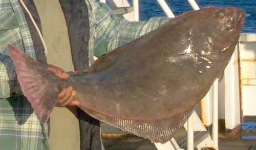 Atlantic Halibut