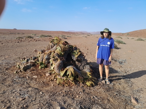Welwitschia mirabilis