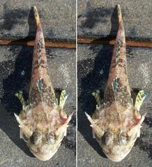 Myoxocephalus octodecemspinosus