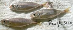 Trachurus lathami