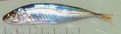 Selar crumenophthalmus