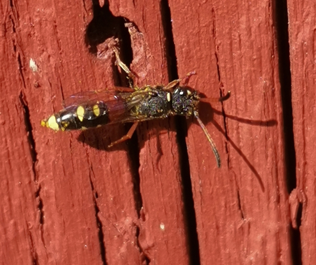 Sapyga similis