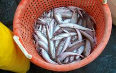 Merluccius bilinearis