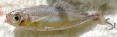 Silver-Rag Driftfish photo 3