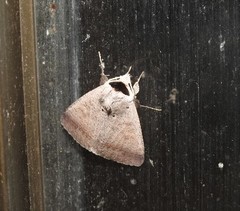 Pantydia capistrata