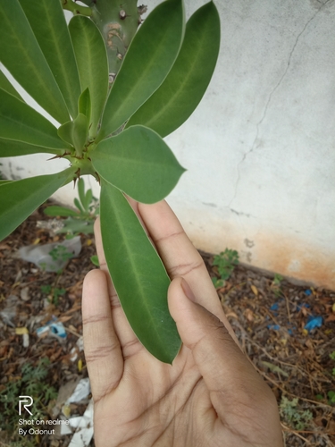 Euphorbia neriifolia
