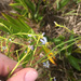 Rhuacophila javanica - Photo (c) Ryan McMinds, μερικά δικαιώματα διατηρούνται (CC BY)