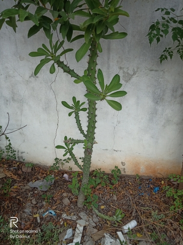 Image of Euphorbia neriifolia by (c) Swarochi Tathagath, some rights reserved (CC BY)