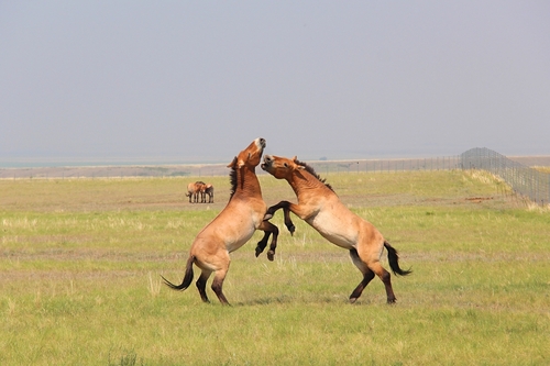 Wild Horse, Оренбургская обл., Россия, 461336, photo 7 of 10
